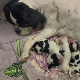 Girl 2 - Black and white female Cocker Spaniel puppy in Kerhonkson, New York from Arc-en-Ciel Biewers & Maltese