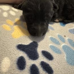 Blue - Black male German Shepherd puppy in La Follette, Tennessee from Moore German Shepherds