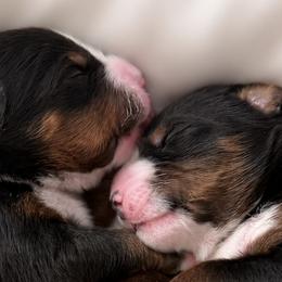 Bernese Mountain Dogs from Maples Arizona Bernese Mountain Dogd