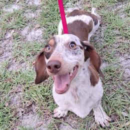 Haven - Dachshund