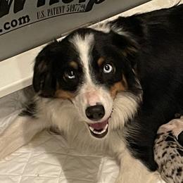 Penny - Australian Shepherd