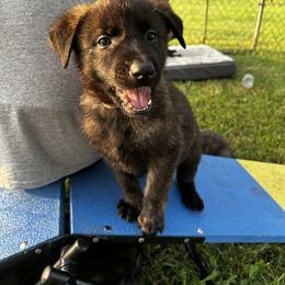Dutch Shepherd Puppies from Sugar Island Dutch Shepherds