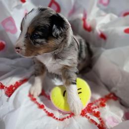 Stone (brown) - Blue merle male Australian Shepherd puppy in Okeechobee, Florida from Rothsolid Puppies
