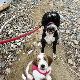 Saint Berdoodle Puppies from Country Manor Saint Berdoodles