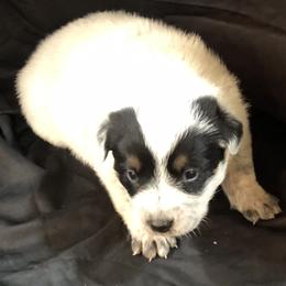 L63-05 - Blue female Australian Cattle Dog puppy in Sheridan, Oregon from 6pk Cattledogs