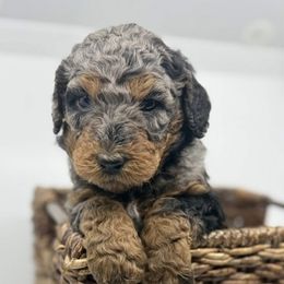 Sugarplum - Merle female Bernedoodle puppy in La Plata, Maryland from Serenity Creek Doodles