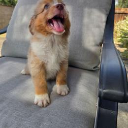 Trigger - Red merle male Miniature Australian Shepherd puppy in Harlingen, Texas from GulfCoastKennels