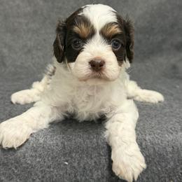 Tootsie - Tri-color female Cavalier King Charles Spaniel puppy in Fresno, California from CaliCavaliers