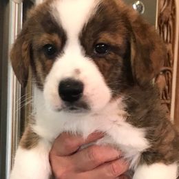 Cardigan Welsh Corgi Puppies from Stornoway Cardigan Welsh Corgis
