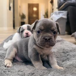 Flower - Blue female French Bulldog puppy in Peoria, Arizona from A Quality French Bulldogs AZ