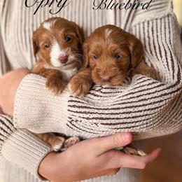 Opry - Red  female Goldendoodle puppy in New Harmony, Indiana from Cottonwood Farms