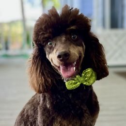 Mark - Poodle