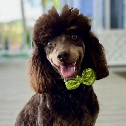 Mark - Poodle