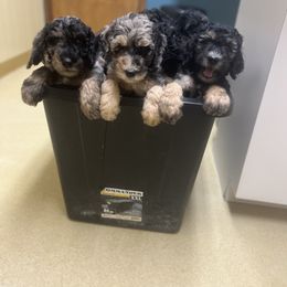 Goldendoodle Puppies from Fishermen’s Doodles