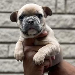 French Bulldog Puppies from Mid Coast Frenchies