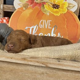 Joy - Red female Bordoodle puppy in Canfield, Ohio from Poo's Doo's & Inu's