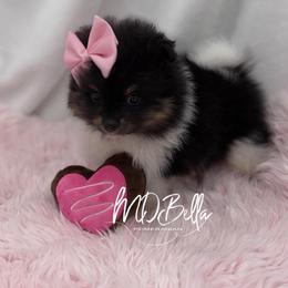 AKC Minnie - Black and tan female Pomeranian puppy in Houston, Texas from MD Bella Pomeranian