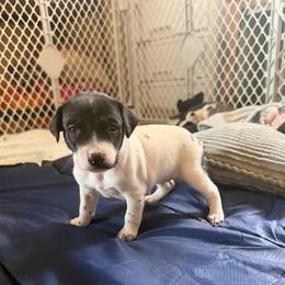 Perdita - White and black female Xoloitzcuintli puppy in Manitowoc, Wisconsin from Wonderland Kennel