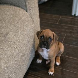 Boxer Puppies from Fleming Pups