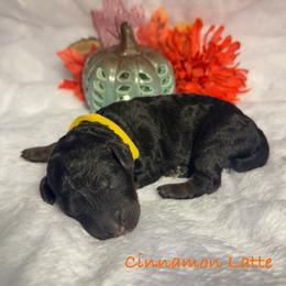 Cinnamon latte - Phantom female Poodle puppy in Grover Beach, California from Central Coast Poodle Paws