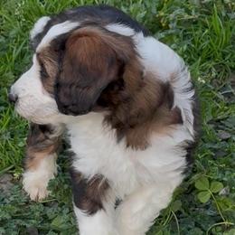 Sequoia - Black and white female Sheepadoodle puppy in Roseburg, Oregon from Sharon’s Sheepadoodle’s