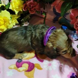 Dachshund Puppies from CLARK'S BREEDING PROGRAM