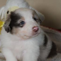 Australian Shepherd Puppies from Anew Australian Shepherds