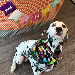 Dalmatian All Grown Up from Antietam Dalmatians