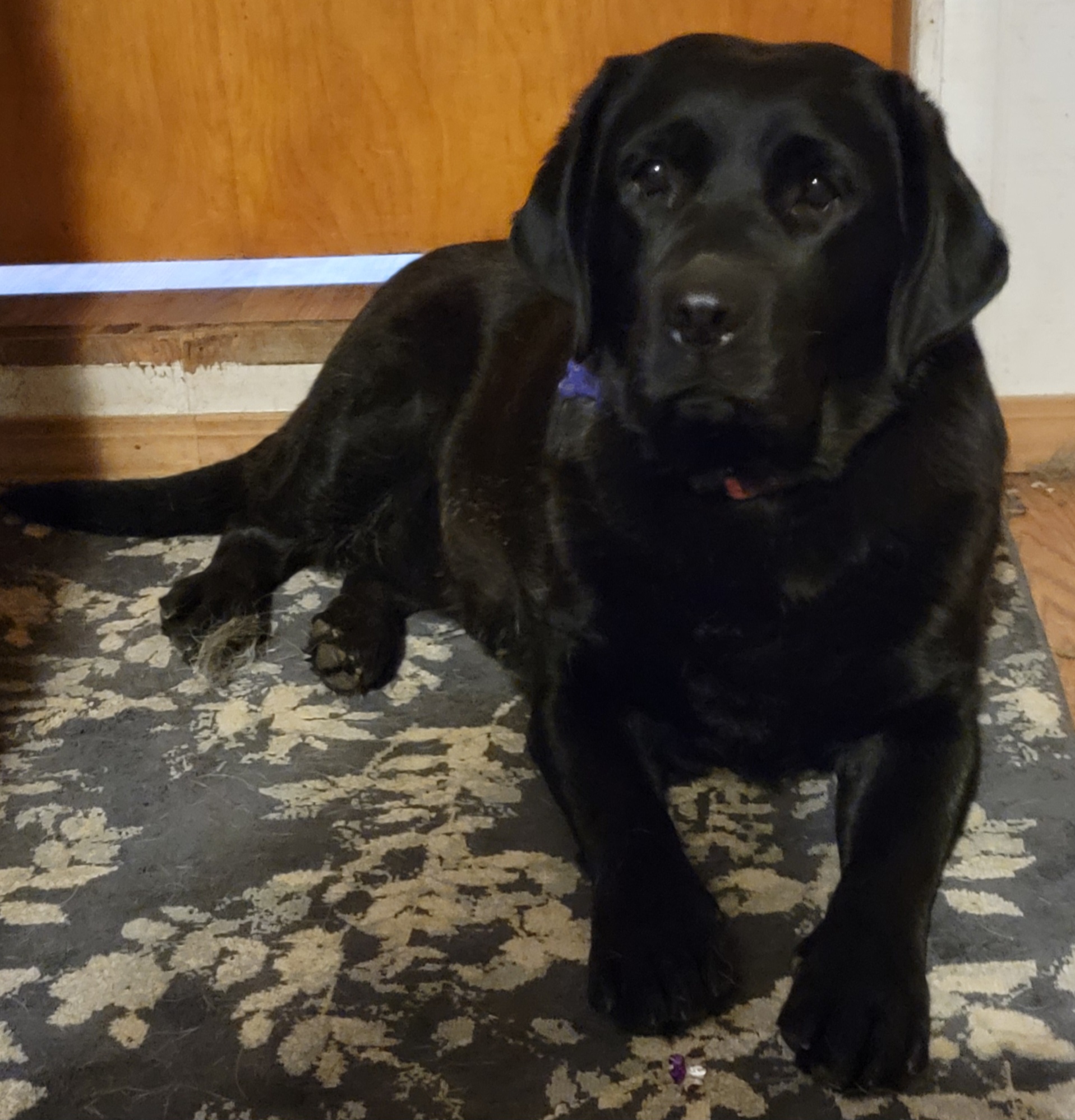 Ebony - Labrador Retriever