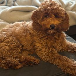 Brinley - Goldendoodle