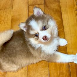Pomskies from Finger Lakes Pomskies