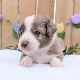 Green collar - Red merle male Aussiedoodle puppy in Coulee City, Washington from Mr and Mrs Doodle Farm