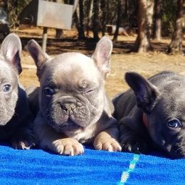 French Bulldog Puppies from The Frenchie Revolution