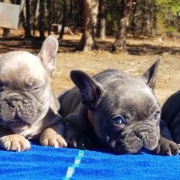 French Bulldog Puppies from The Frenchie Revolution