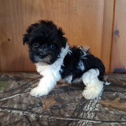 Ferrah - Black and white female Havanese puppy in Terrell, Texas from Ashley Nicole Ranch