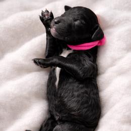 Feyre - Black female Poodle puppy in Spring Hills, Florida from The Olympus Standard Poodle