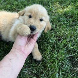 Brown - Dark golden male Golden Retriever puppy in Princeton, Minnesota from North Country Goldens