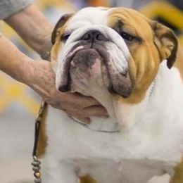 Bulldogs from Rosemary Jenner
