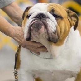 Bulldogs from Rosemary Jenner
