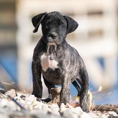 Brindle girl - Tiger female Perro de Presa Canario puppy in Leitchfield, Kentucky from Rey Gladiador Presa Canario