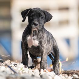 Brindle girl - Tiger female Perro de Presa Canario puppy in Leitchfield, Kentucky from Rey Gladiador Presa Canario