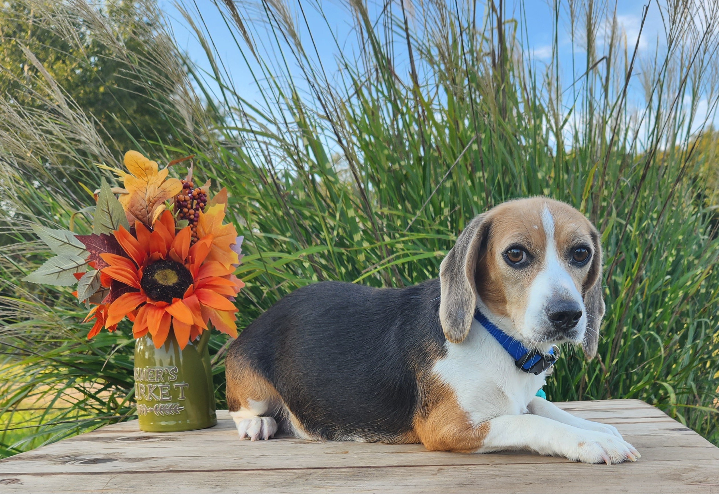 Beatrice - Beagle
