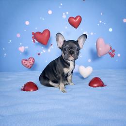 Chihuahua and French Bulldog Puppies from Sasha’s Elite Kennel LLC