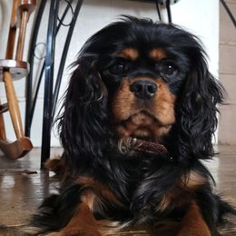Cash - Cavalier King Charles Spaniel