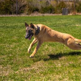 Belgian Malinois puppies from Nebraska K9