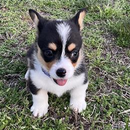 11 Dark blue collar - Black and tan male Pembroke Welsh Corgi puppy in Port Republic, Maryland from Bestfurends