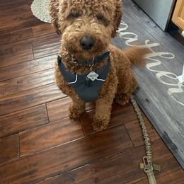 Goldendoodle All Grown Up from Penny_redminigoldendoodles7