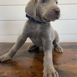 Blue - Silver gray male Weimaraner puppy in Granite Falls, North Carolina from Pups and Pastures- Weimaraners
