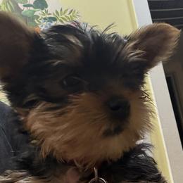 Trixie Solis - Black and gold female Yorkshire Terrier puppy in Phoenix, Arizona from Coursey’s Yorkies