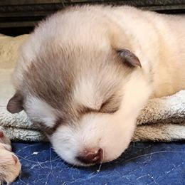 Lilly, green collar girl - Red and white female Alaskan Malamute puppy in Grayson County, Virginia from River Bend Malamutes